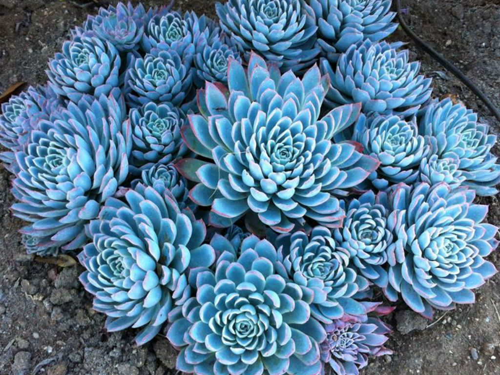 Echeveria Violet Queen - World of Succulents