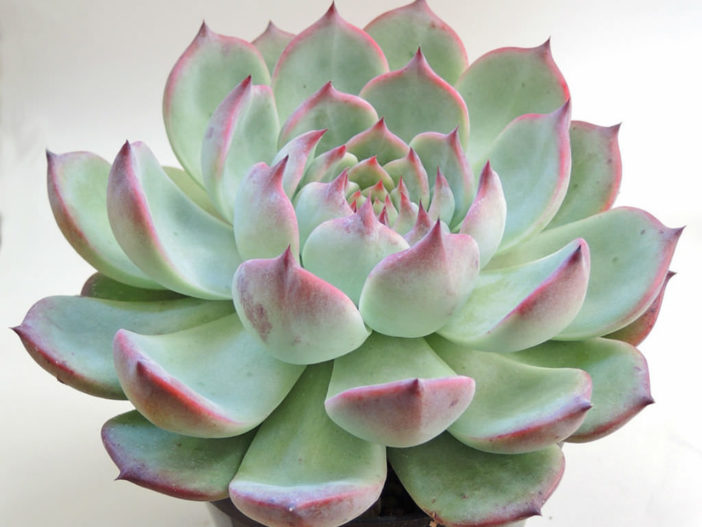 Echeveria chihuahuaensis