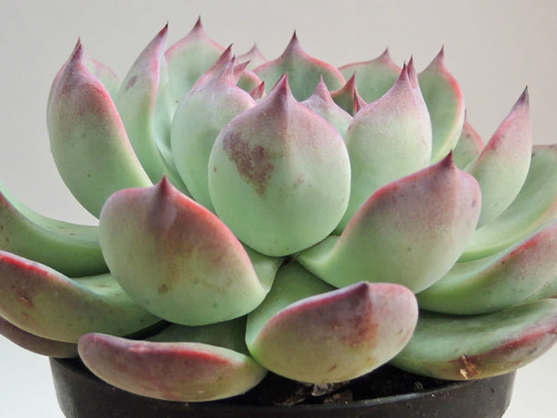 Echeveria chihuahuaensis