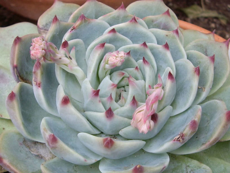 Echeveria chihuahuaensis