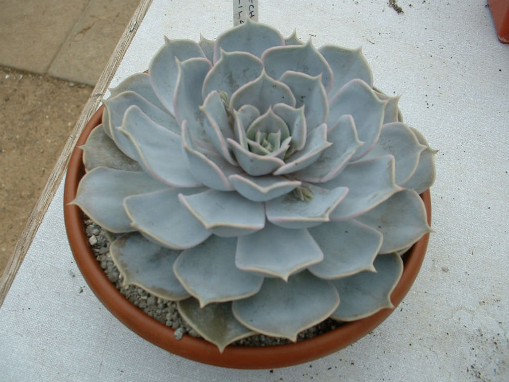 Live Rooted-Echeveria Lilacina  2" Pot Succulent Looks Like A Lotus Flower 