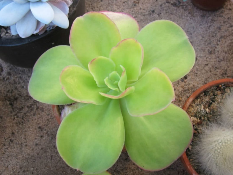 Echeveria pallida