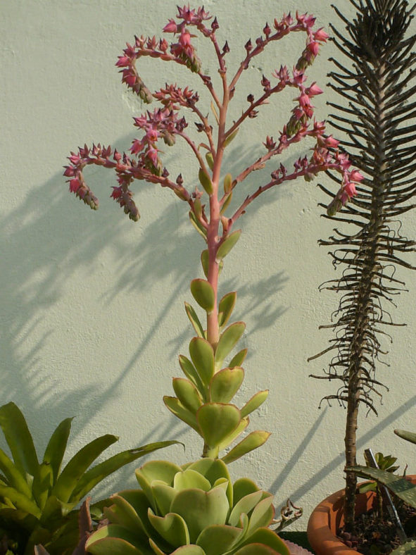 Echeveria pallida