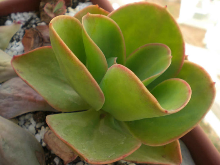 Echeveria pallida