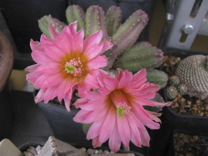 Echinocereus scheeri subsp. gentryi