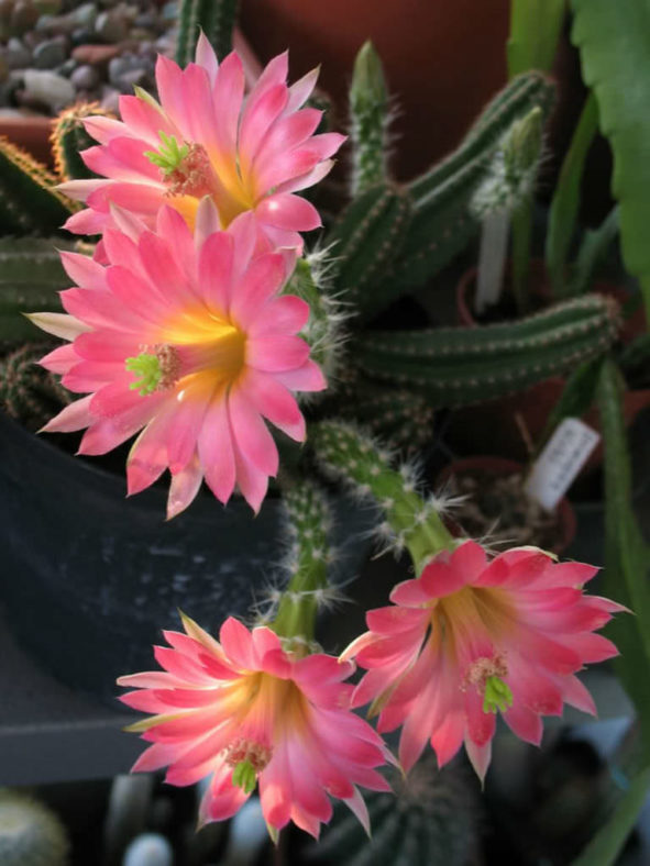 Echinocereus scheeri subsp. gentryi