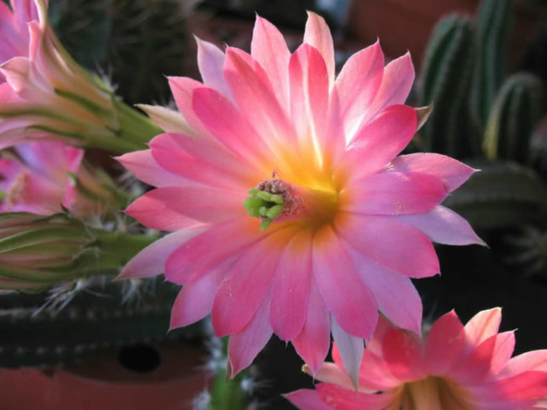 Echinocereus scheeri subsp. gentryi