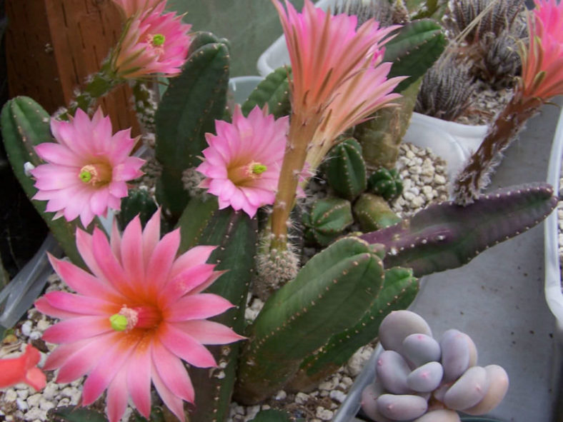 Echinocereus scheeri subsp. gentryi