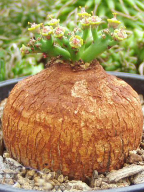 Euphorbia decidua