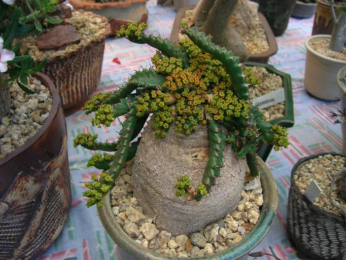 Euphorbia stellata