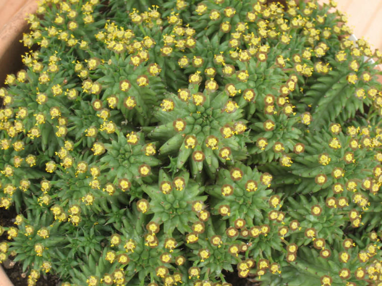 Euphorbia susannae (Suzanne's Spurge)