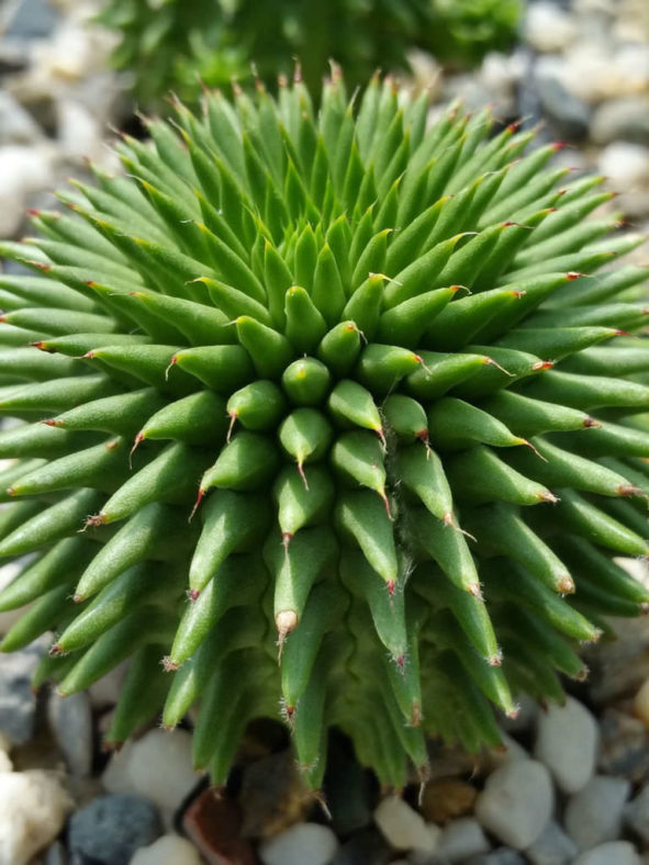 Euphorbia susannae (Suzanne's Spurge)