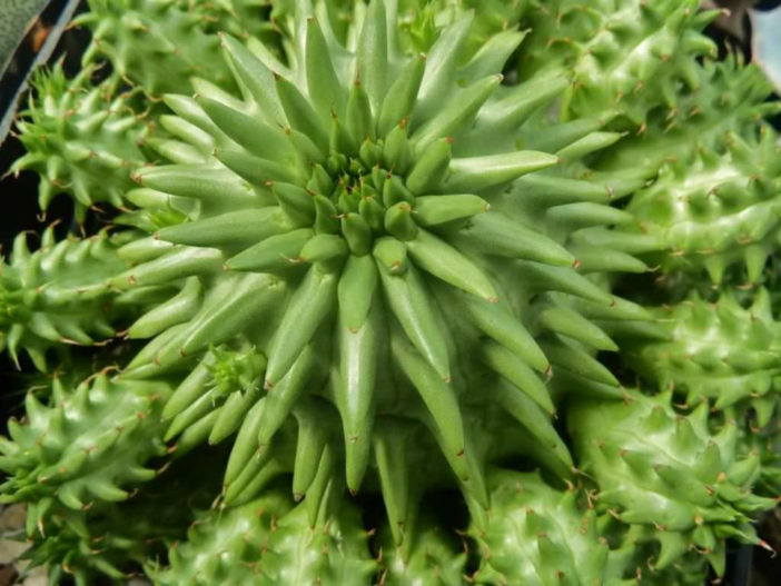 Euphorbia susannae (Suzanne's Spurge)