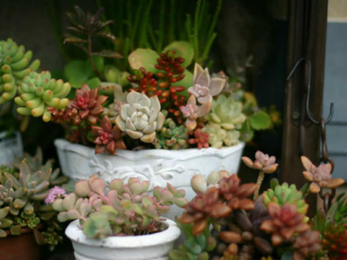 Care Tips for Growing Succulents Indoors During the Winter