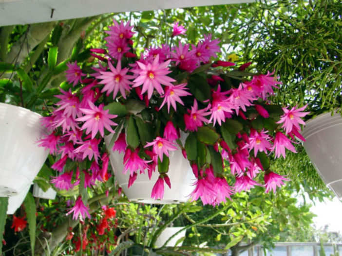 Hatiora x graeseri (Easter Cactus)