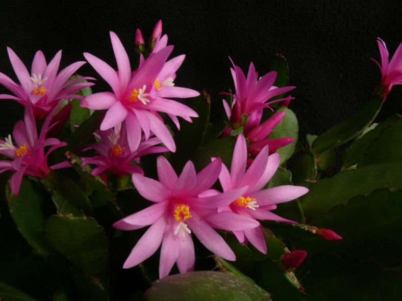 Hatiora × graeseri (Easter Cactus)