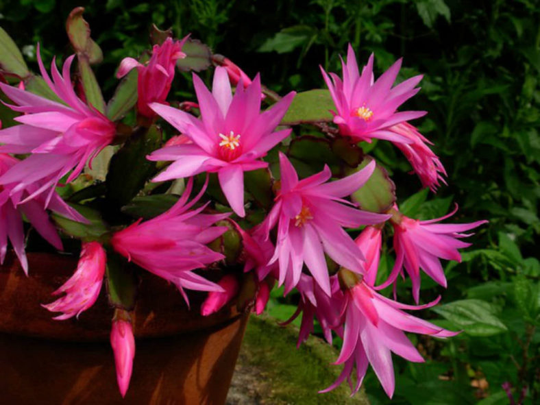 Hatiora × graeseri (Easter Cactus)