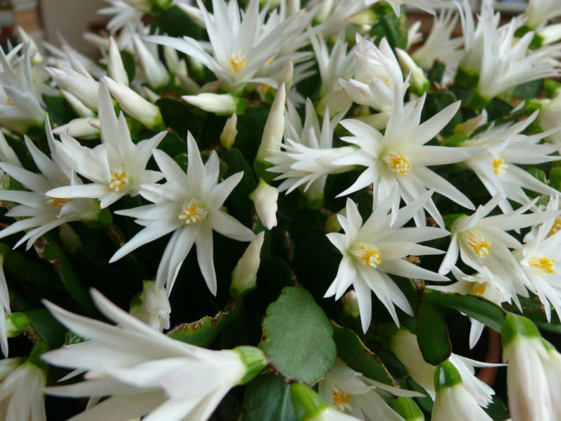 Hatiora × graeseri (Easter Cactus)