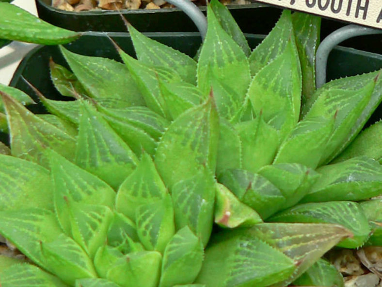 Haworthia turgida var. longibracteata