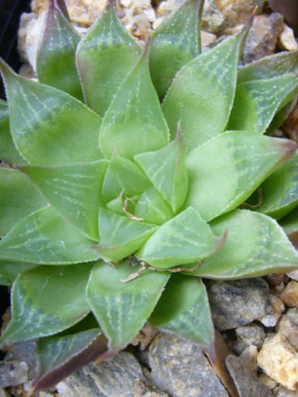 Haworthia turgida var. longibracteata