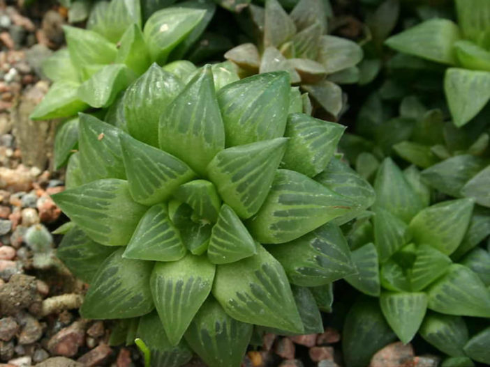 Haworthia turgida var. longibracteata