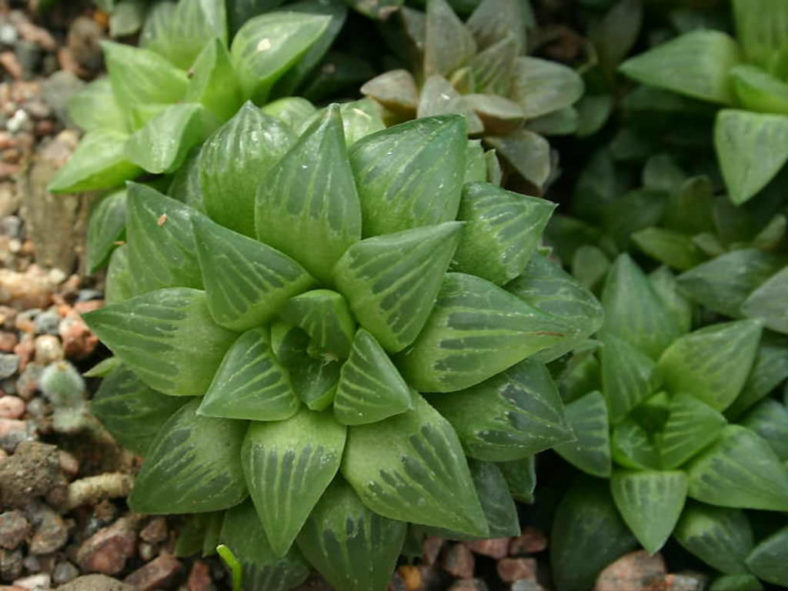 Haworthia turgida var. longibracteata