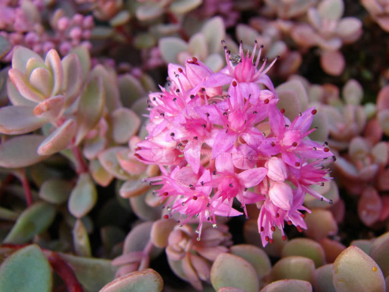 Hylotelephium pluricaule aka Sedum pluricaule