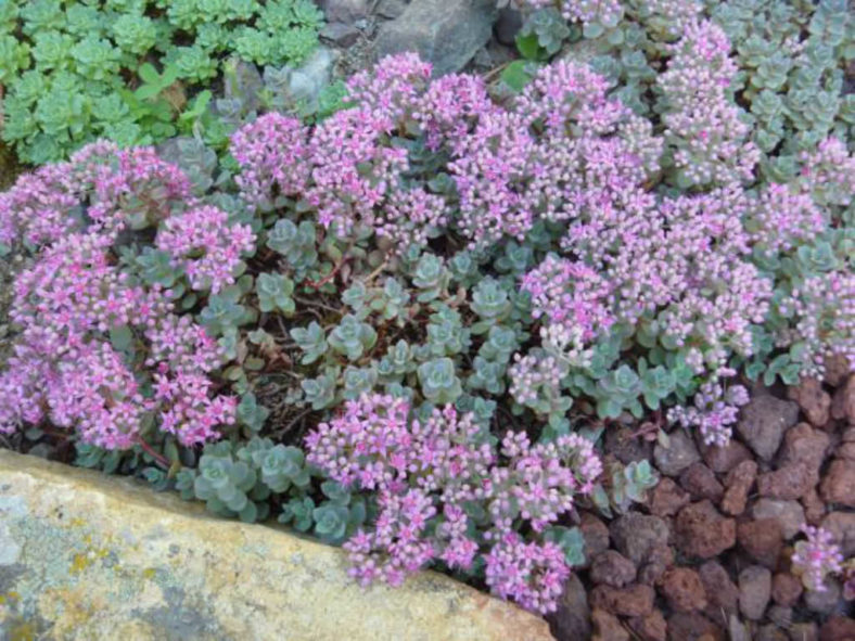 Hylotelephium pluricaule aka Sedum pluricaule