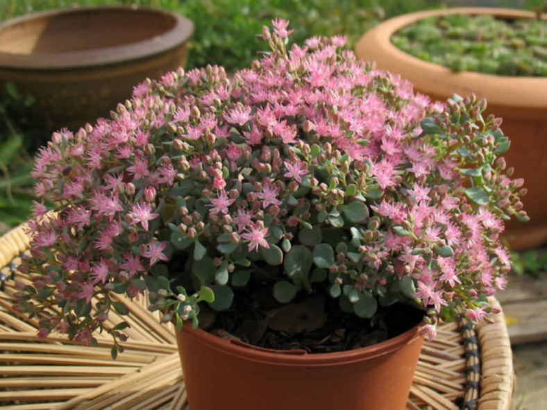 Hylotelephium pluricaule aka Sedum pluricaule