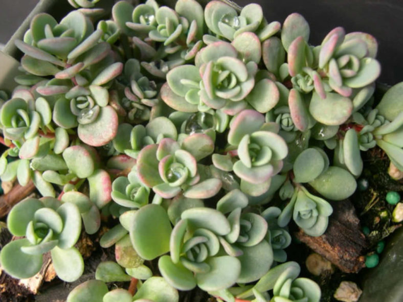 Hylotelephium pluricaule aka Sedum pluricaule