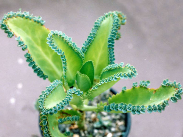 Kalanchoe laetivirens (Mother of Thousands)