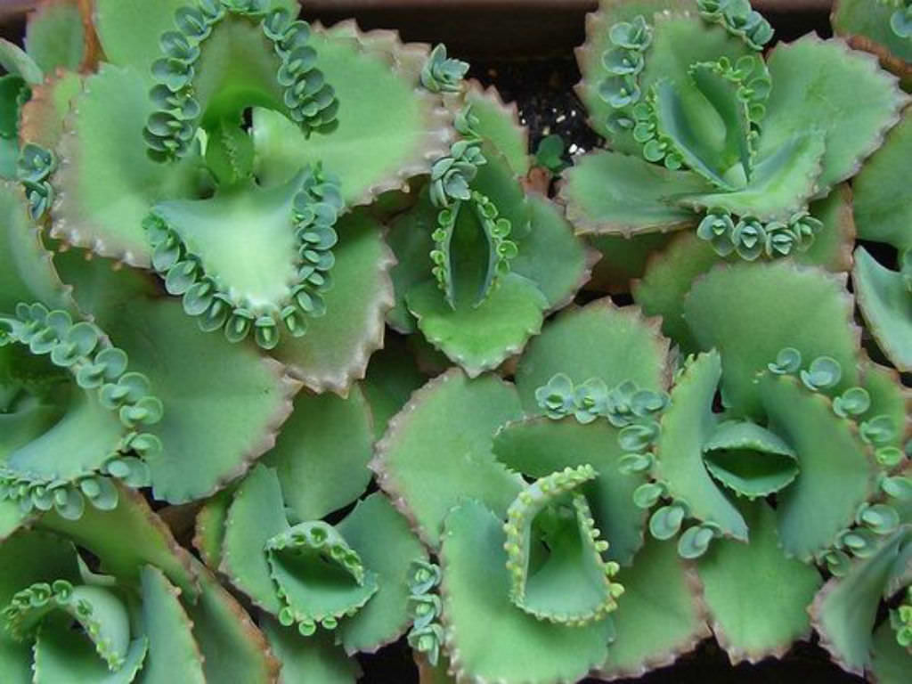 Kalanchoe laetivirens (Mother of Thousands) World of