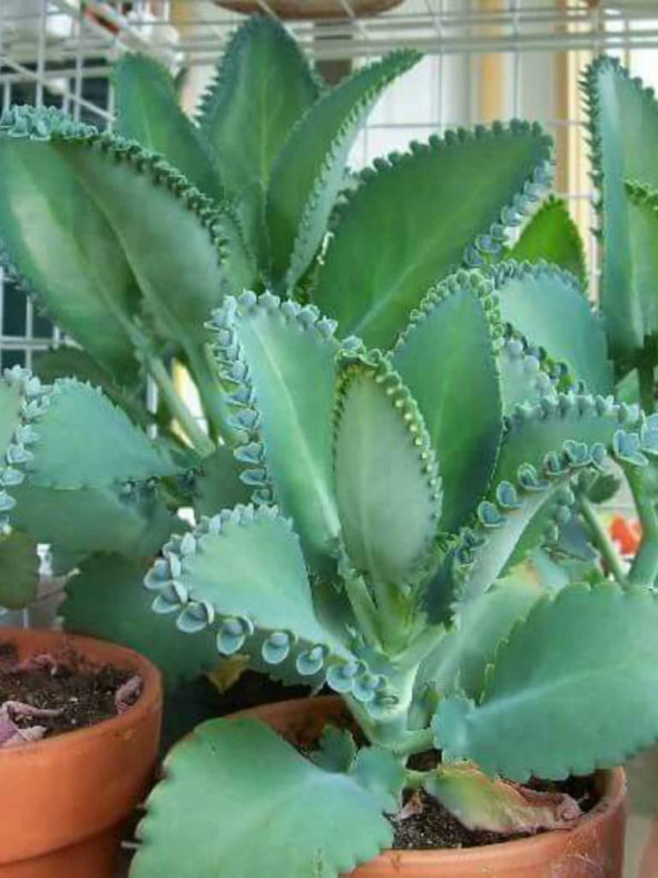 Kalanchoe laetivirens (Mother of Thousands)