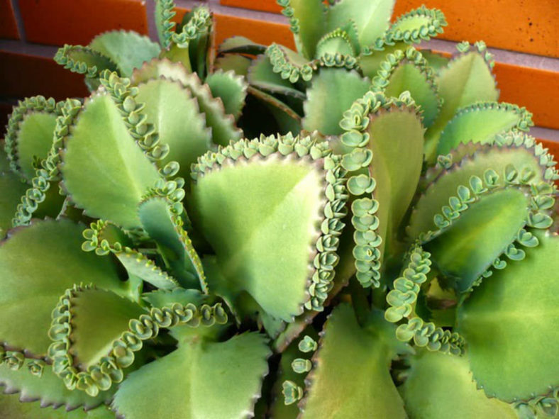 Kalanchoe laetivirens (Mother of Thousands)