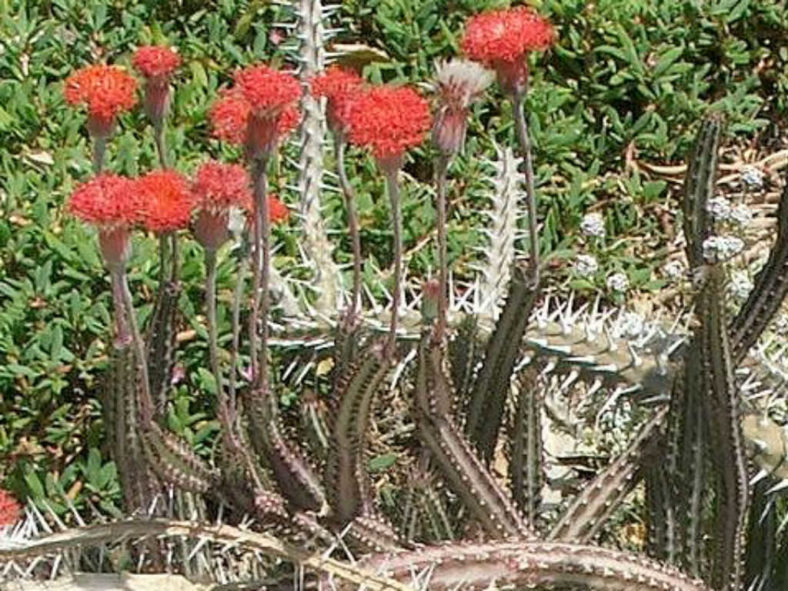 Kleinia stapeliiformis (Pickle Plant) aka Senecio stapeliiformis