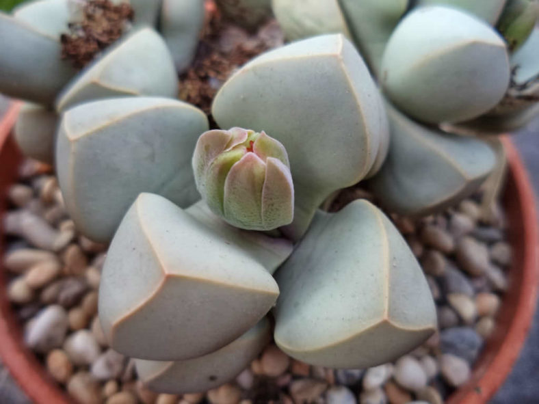 Lapidaria margaretae (Karoo Rose)