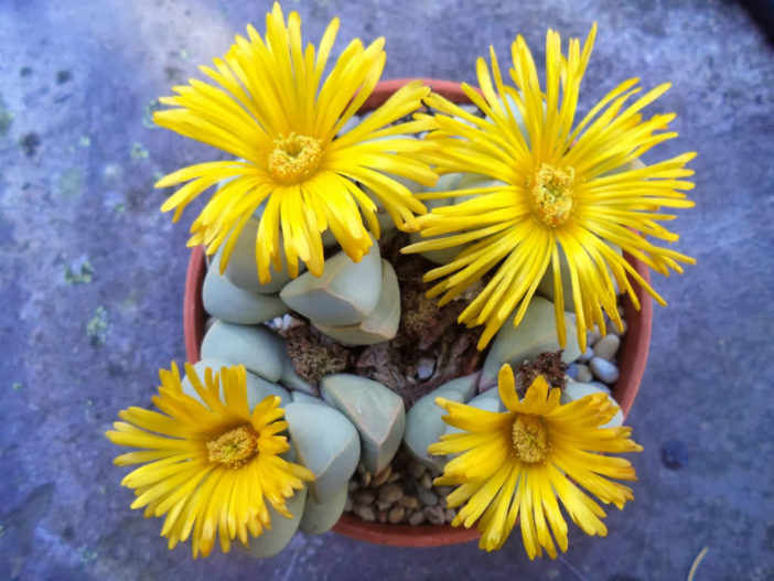 Lapidaria margaretae (Karoo Rose)