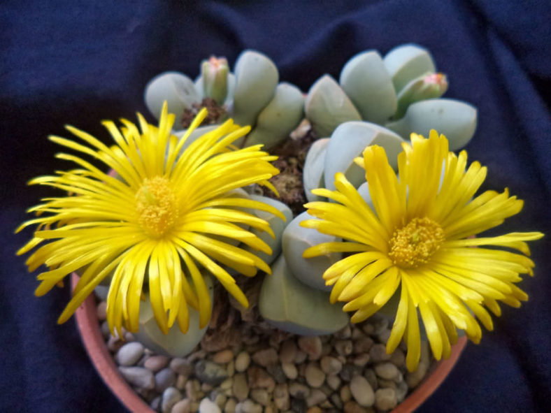 Lapidaria margaretae (Karoo Rose)