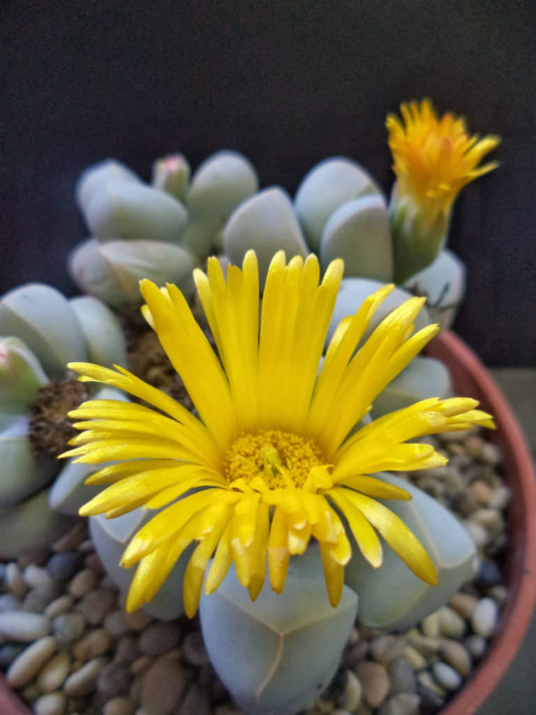 Lapidaria margaretae (Karoo Rose)