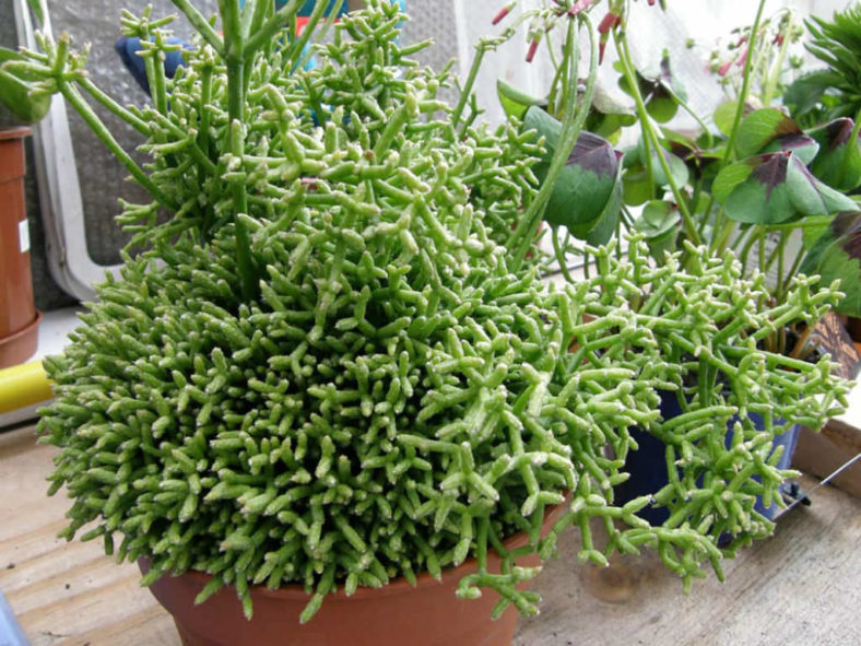 Rhipsalis cereuscula (Coral Cactus)