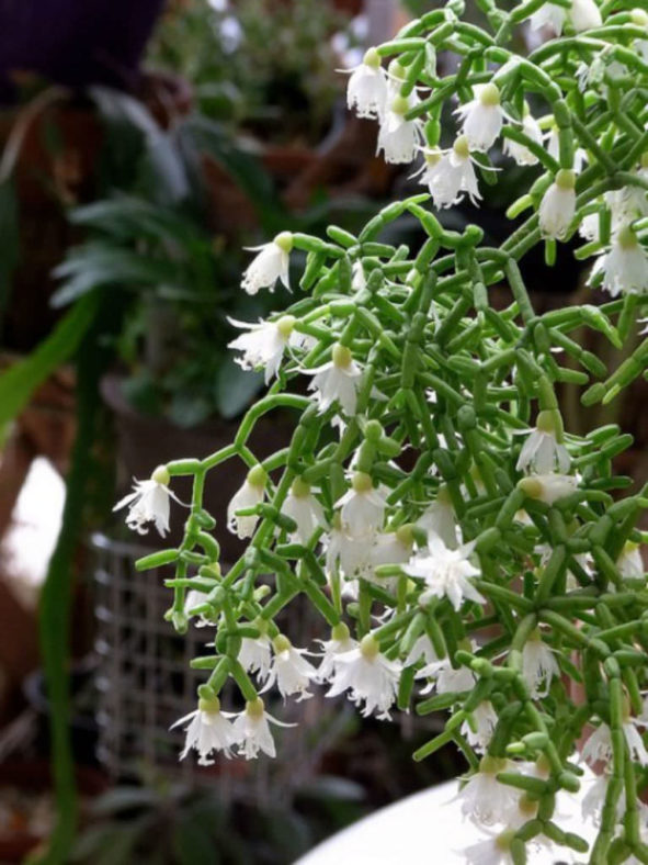 Rhipsalis cereuscula (Coral Cactus)