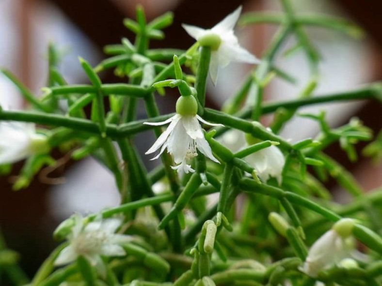 Rhipsalis cereuscula (Coral Cactus)