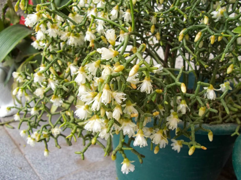 Rhipsalis cereuscula (Coral Cactus)