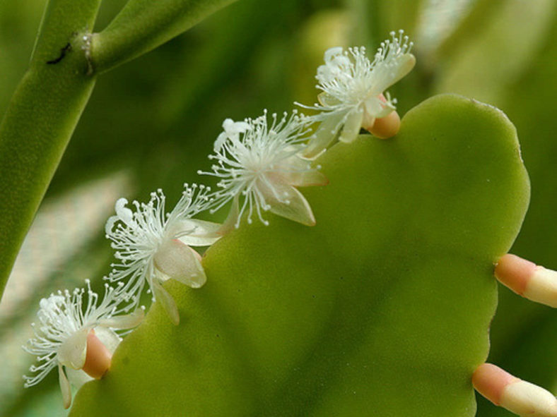 Rhipsalis pachyptera