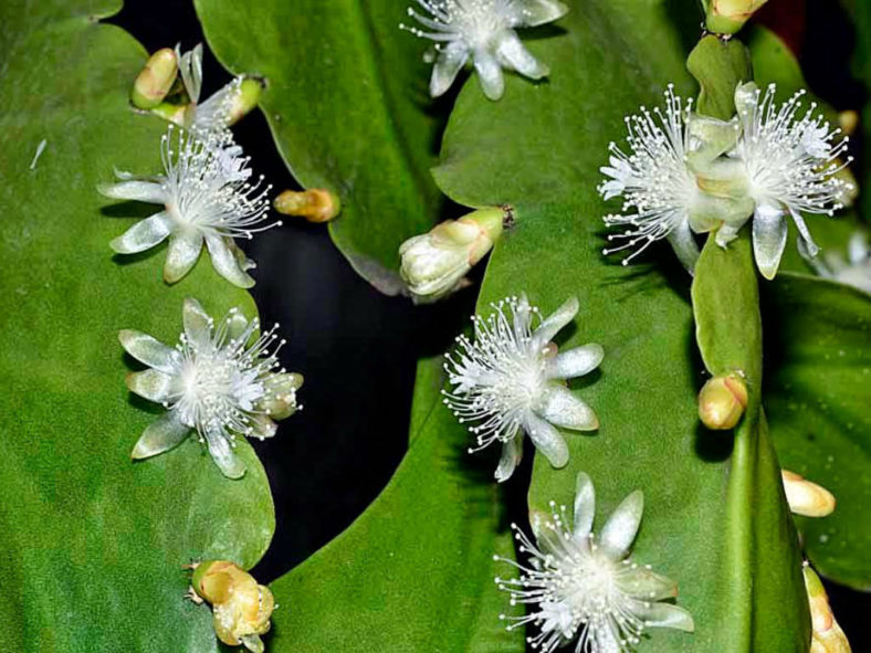 Rhipsalis pachyptera