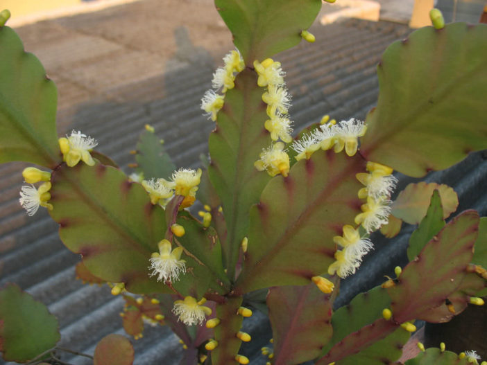 Rhipsalis pachyptera