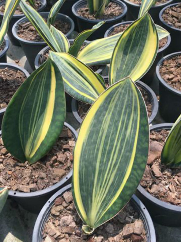 Sansevieria masoniana 'Variegata' (Mason's Congo)