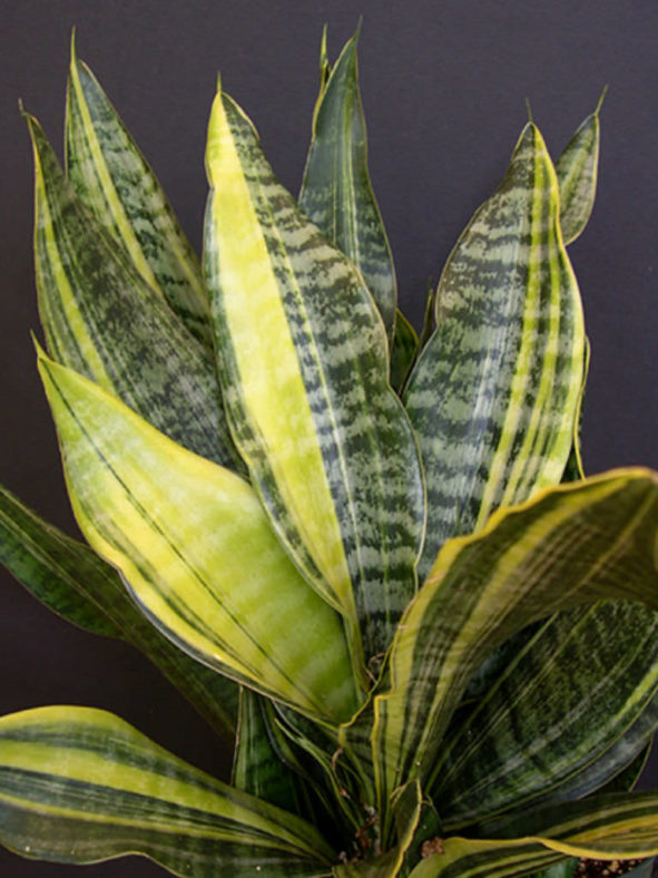 Sansevieria masoniana 'Variegata' (Mason's Congo) aka Dracaena masoniana 'Variegata'