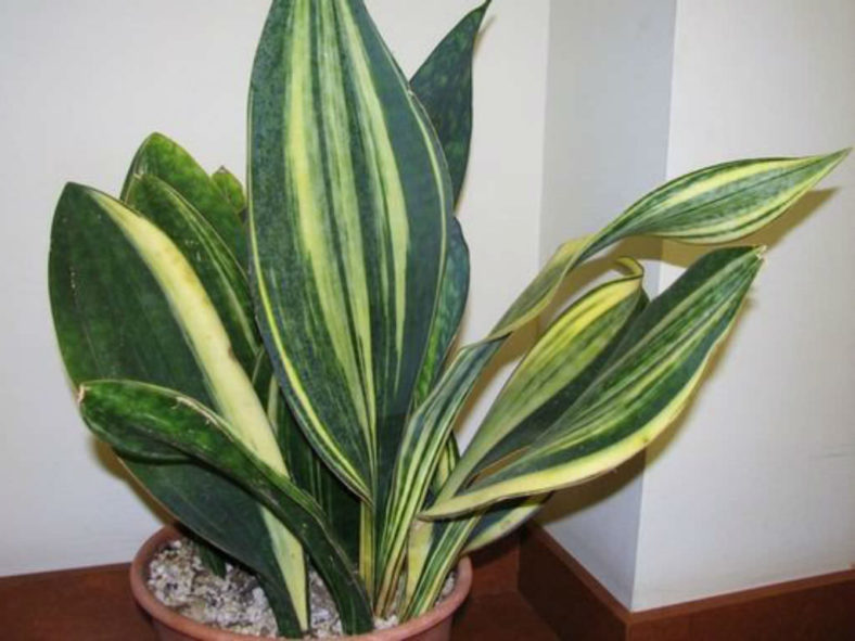 Sansevieria masoniana 'Variegata' (Mason's Congo) aka Dracaena masoniana 'Variegata'