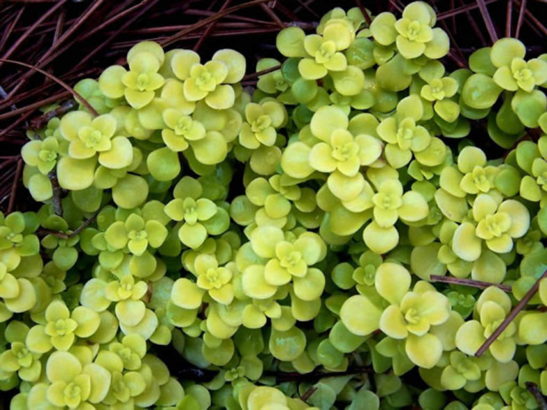 Sedum makinoi 'Ogon' (Golden Japanese Stonecrop)